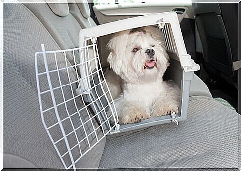 pet carrier