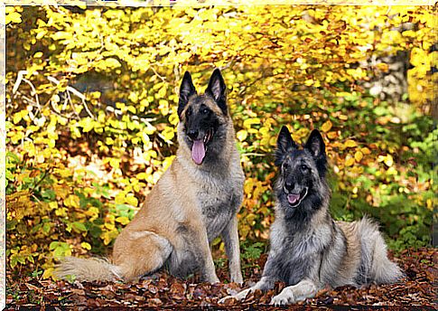 Belgian-shepherds