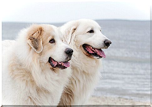 kuvasz