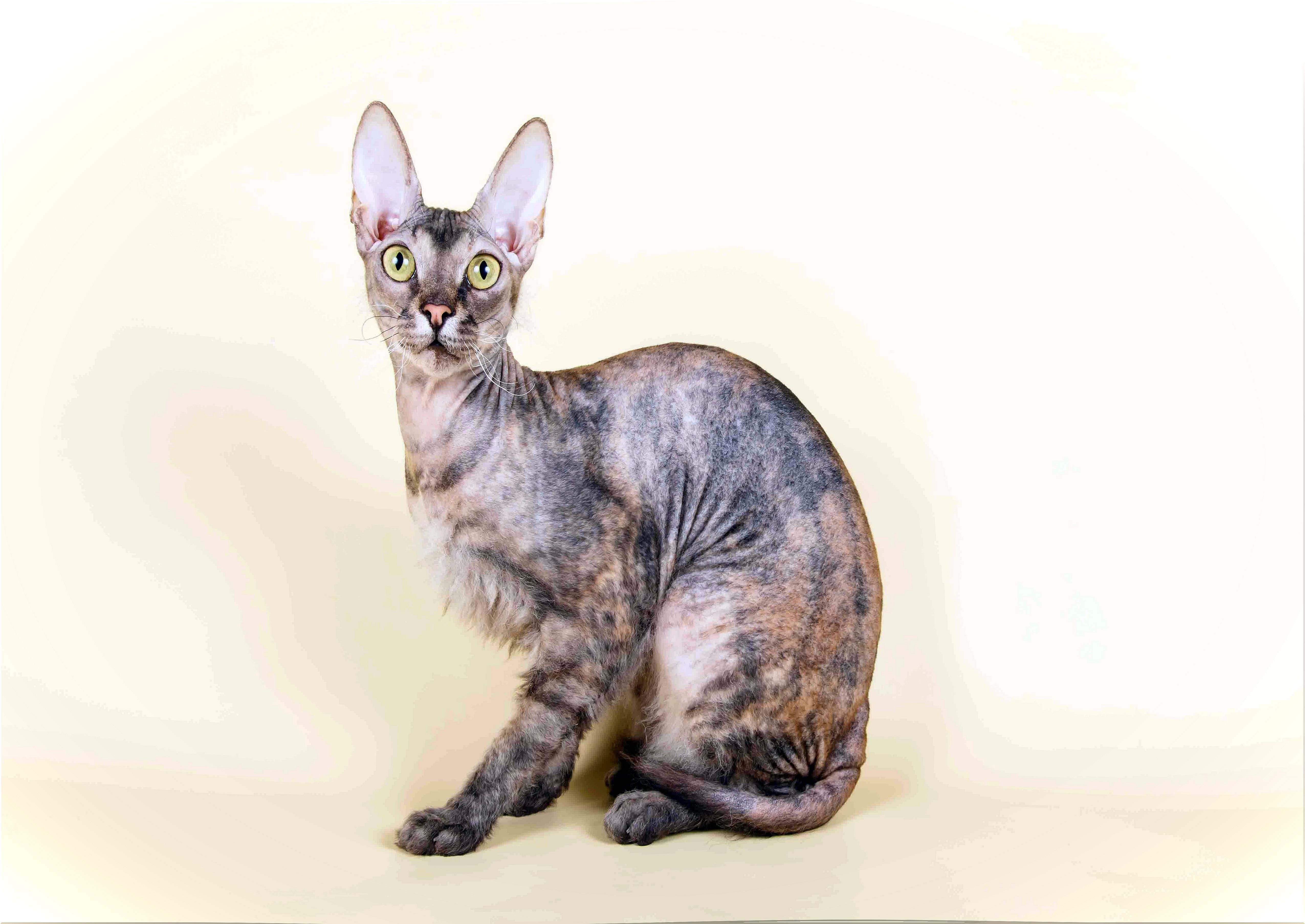 hairless cat