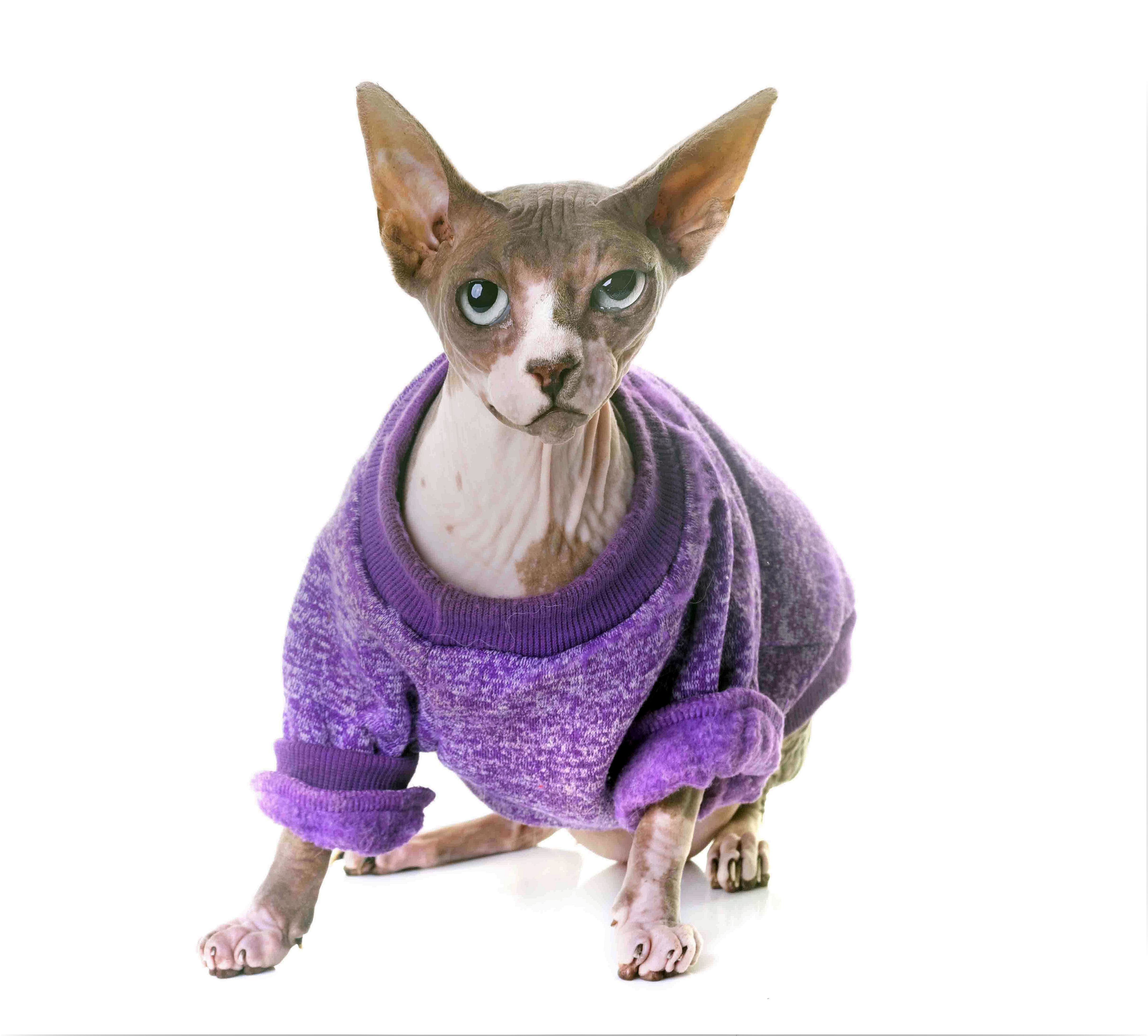 hairless cat with shirt