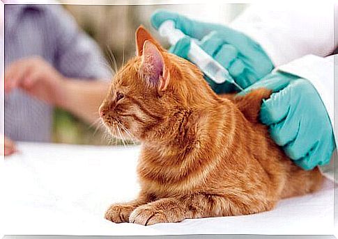 Vaccines for cats: everything you need to know