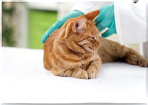 a cat lying on the vet's bed