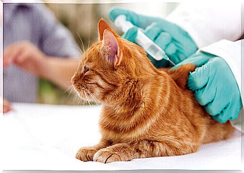 Vaccines for cats: the vet, our best ally