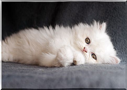 cat-persian-2