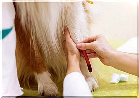 Syringe injection in a dog.