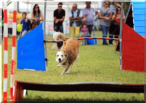 game for smart dogs