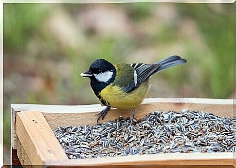 We know poisonous bird foods