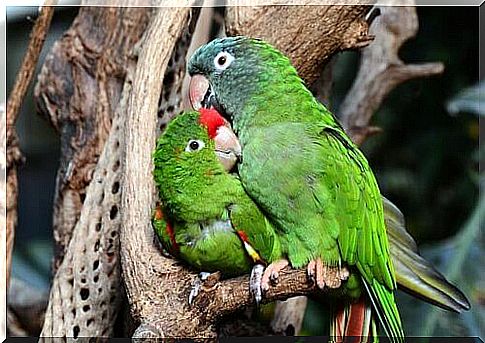 pair of green parrots