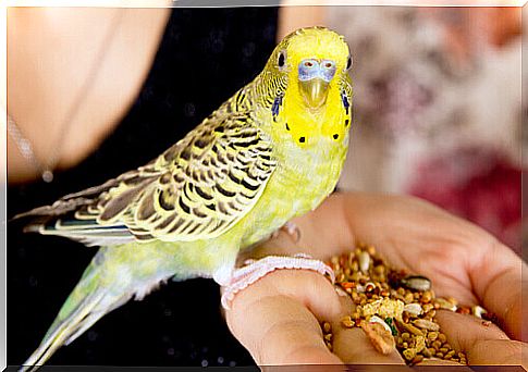 canary on the hand of the master and seeds