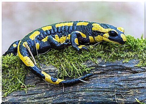 Salamander with a typical yellow-blue color on the grass