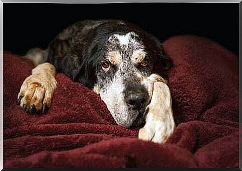 Elderly dog ​​on a blanket.