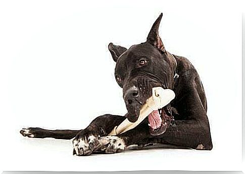 Food for large dogs.  Dog gnawing on a bone.