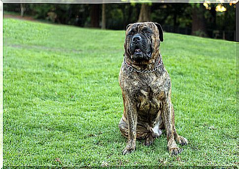 big bullmastiff