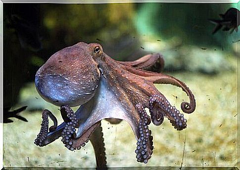 Octopus swims in the ocean