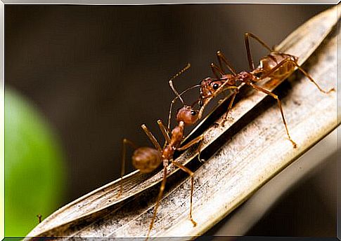 Ants struggle on a leaf