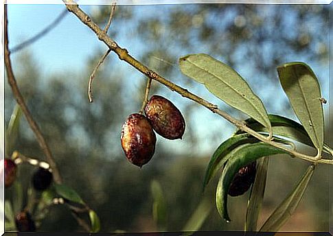 Olives hang from a branch