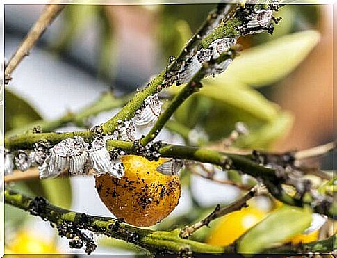 Pests on a yellow persimmon plant