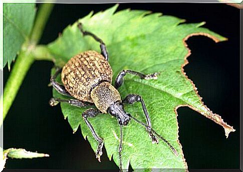 a wine beetle on a leaf