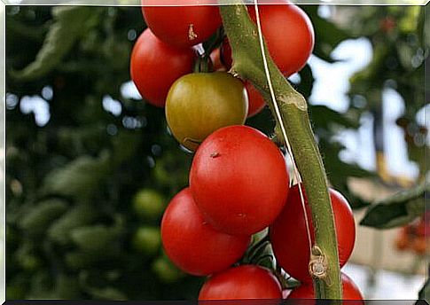 Bunch of red tomatoes to pick