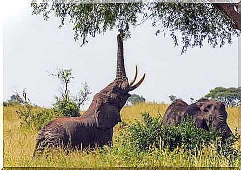 What do captive elephants eat?