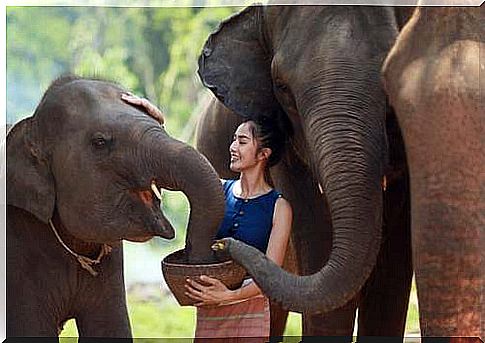 Woman feeding elephants.