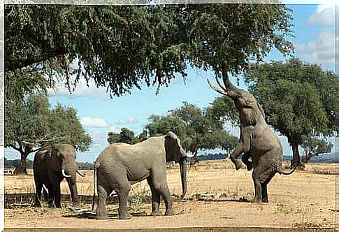 Elephants eating from the trees.