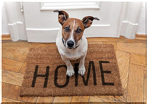 jack russel on the carpet