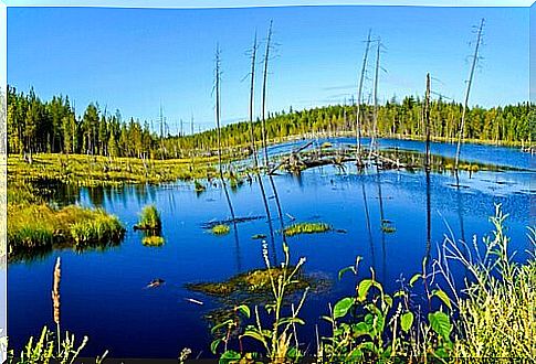 a European pond with the scrub close behind