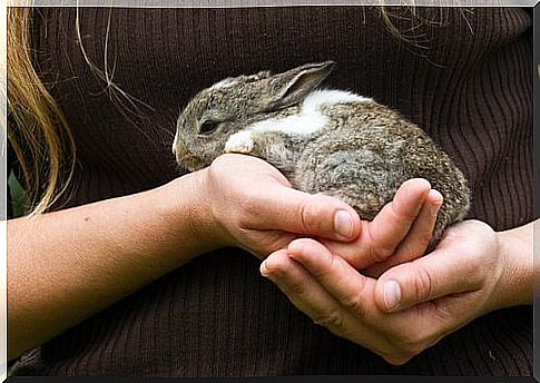 a newborn rabbit in the hands of a girl