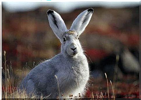 What does the arctic hare feed on?