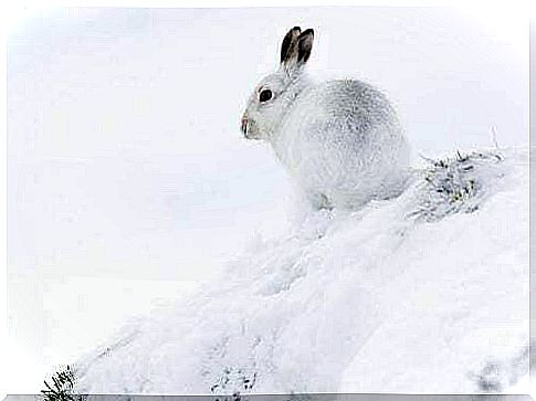 Arctic hare in the snow