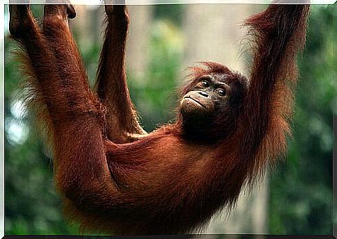 an orangutan dangles from a branch