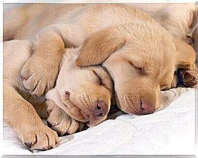 Sleeping puppies