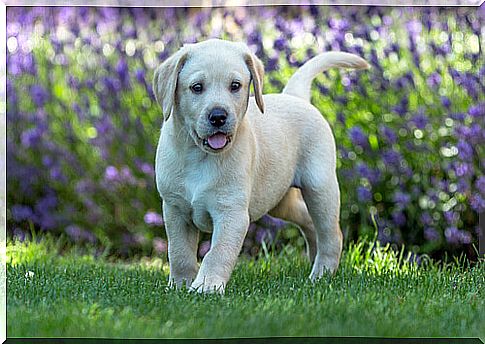 Puppy in a lavender meadow