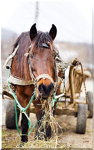 Working animals