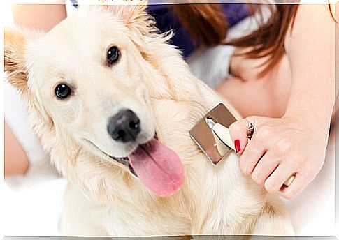 What to do if the dog does not allow himself to be combed?