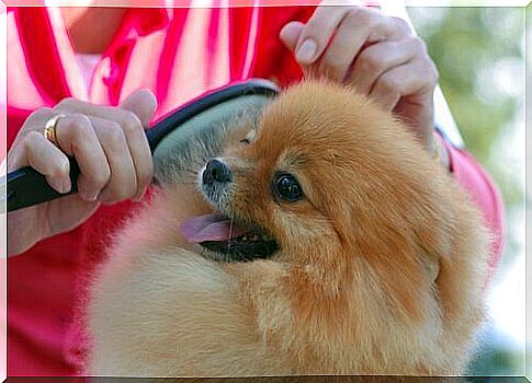 Lady passes the brush on the dog's fur