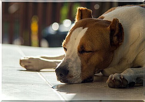 What to do if the dog is afraid of firecrackers