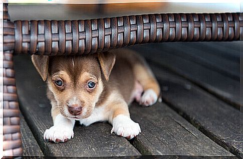 scared dog puppy hiding 