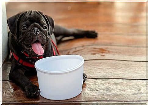 Dog with bowl