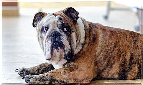 a spotted bulldog lying down with an intimidated look