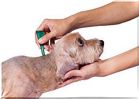 Pipette for dog fleas