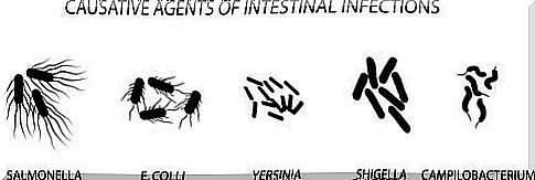 Bacteria that cause intestinal infections.