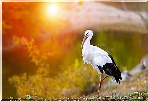 The migration of the white stork has changed