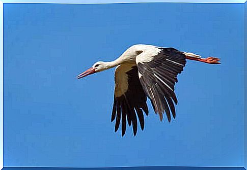 White stork in flight.