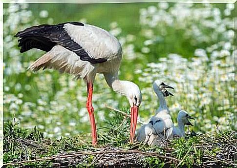 Stork looks after three chicks in the nest.