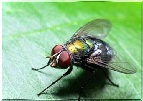 Why are there more flies in the summer?