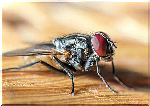 fly- on -parquet