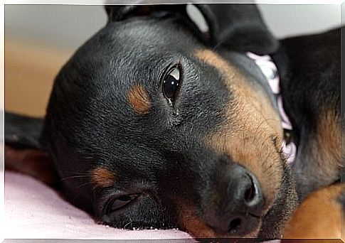 a small dog with its head resting is sleeping